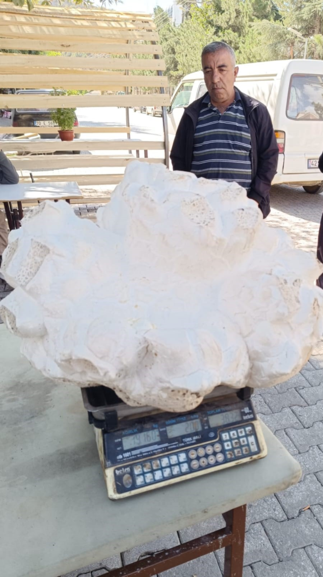 A giant mushroom weighing 19 kilos was found in Konya