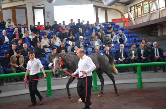 The record of all time! Look at the price at which the Arabian horse was sold