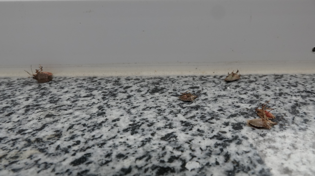 The brown marmorated stink bug has invaded homes! Experts have warned repeatedly