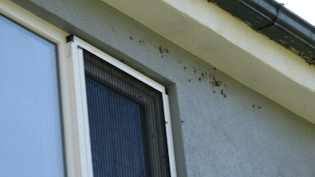 The brown marmorated stink bug has invaded homes! Experts have warned repeatedly