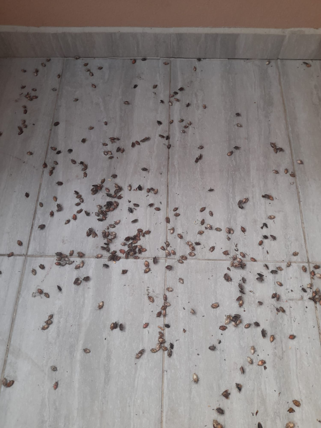 The brown marmorated stink bug has invaded homes! Experts have warned repeatedly