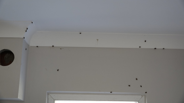 The brown marmorated stink bug has invaded homes! Experts have warned repeatedly