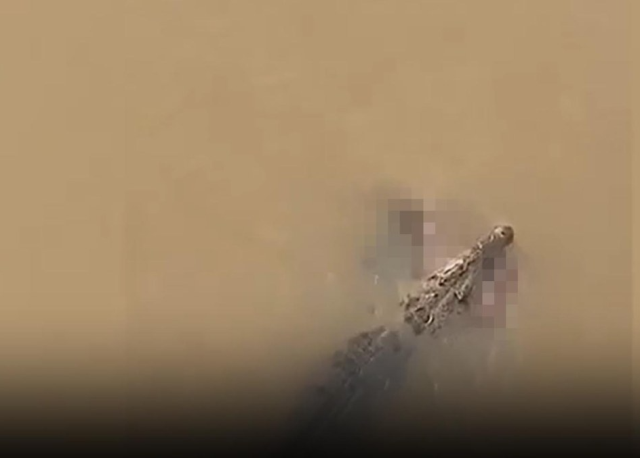The crocodile would have drowned the woman bathing in the river