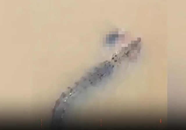 The crocodile would have drowned the woman bathing in the river
