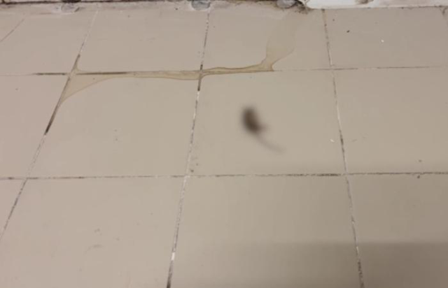Rat scandal at the public bread factory