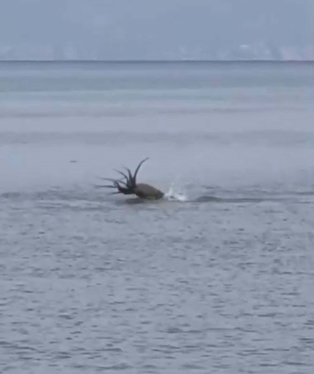 In Çeşme, a Mediterranean monk seal was filmed eating the octopus it caught