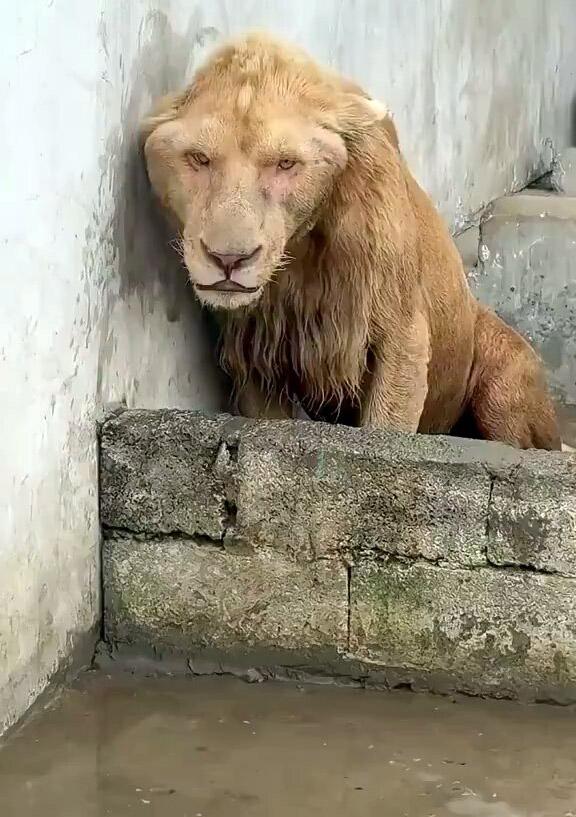 Human intervention in nature and the resulting painful picture