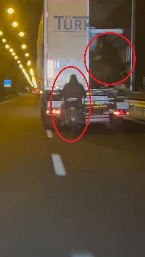 They stole sheep from a moving truck