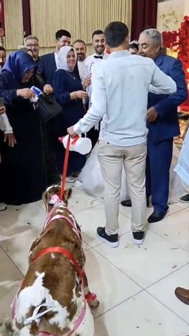 لحظة تسليم العجل