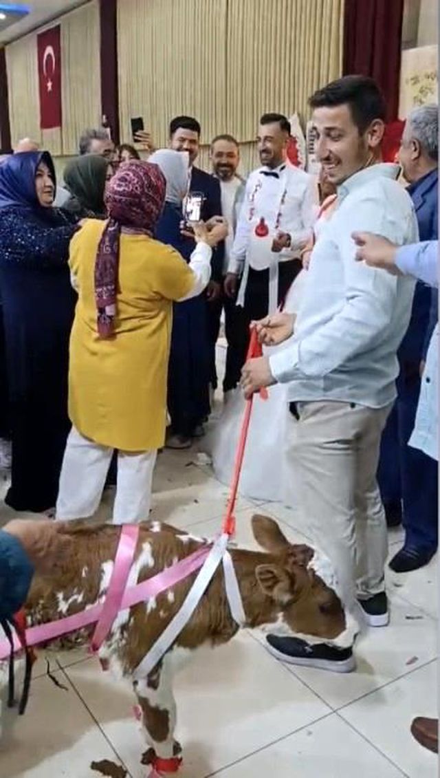 عجل مزين