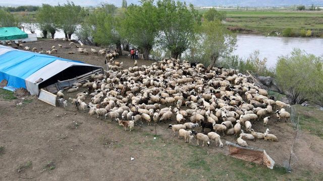 Afghan shepherds start work in Erzincan