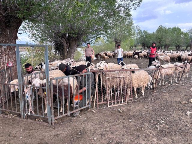 Afghan shepherd with herd