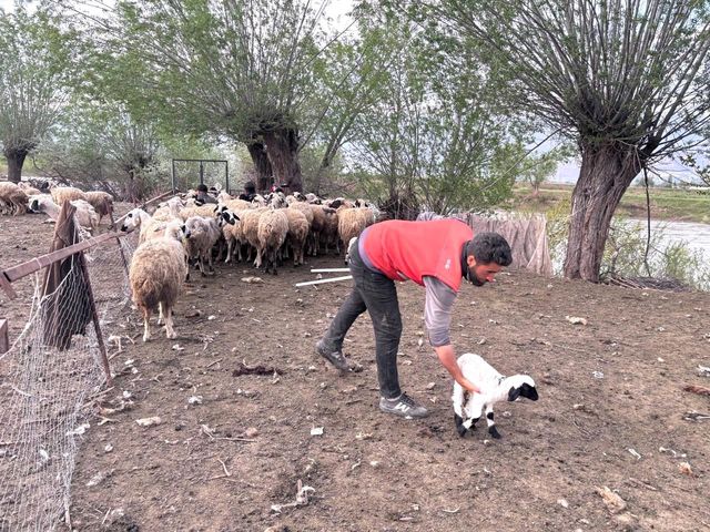 Livestock farming with Afghan shepherd