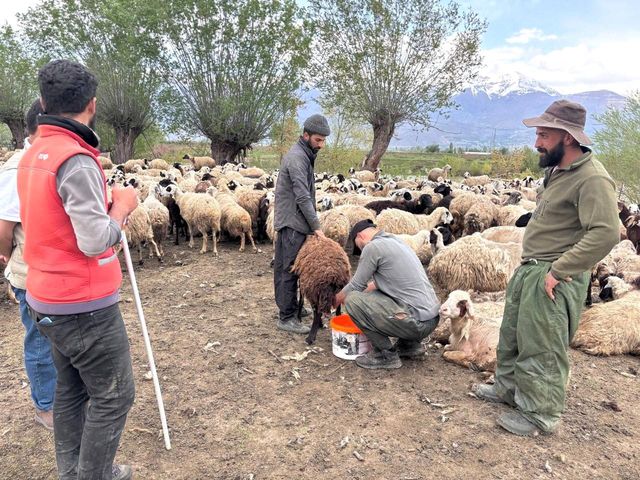 Afghan shepherds in Turkish agriculture