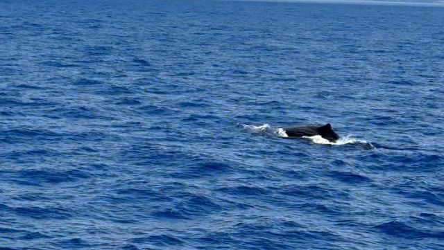 Sperm Whale off Göcek