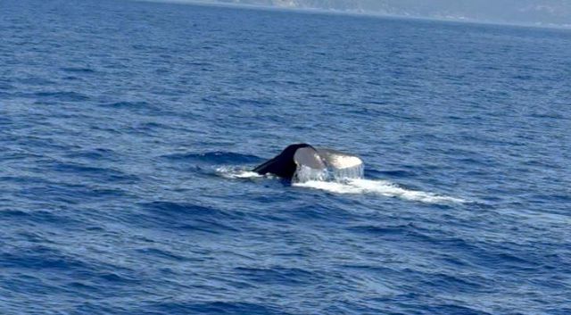 Whale Sighting in Göcek