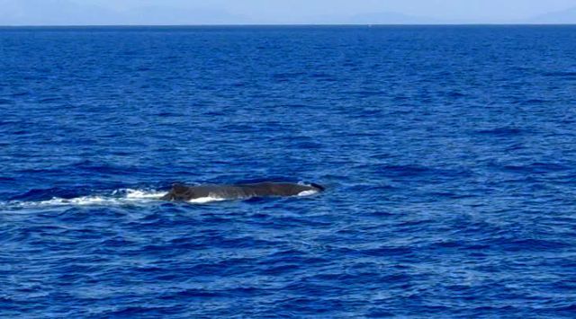 Whale near Göcek coast