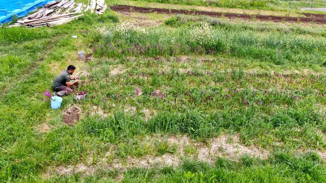Salep harvest image