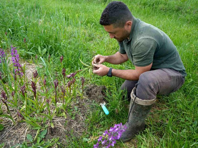 Salep harvest in field