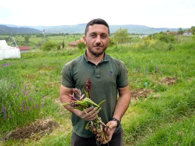 Salep tubers