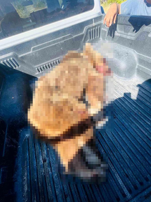 Second image of bear incident in Seferihisar