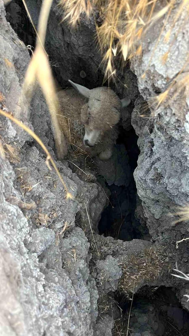 Livestock trapped in a sinkhole in Polatlı, Ankara