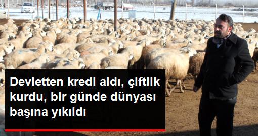Çiftlik Sahibi Şokta! 540 Koyundan 500'ü Ölü Kuzu Doğurdu