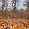 The forest, which is the favorite of autumn, can be entered with special permission; it is unique in the world.