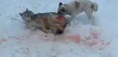 Kahraman Köpek! Köye İnen Kurt Sürüsüne Tek Başına Direndi