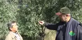 Kalamata Zeytini