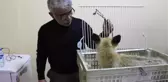 Yaralı Tilki Yavrusuna Şefkat Eli