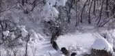 Aç Kalan Domuzlar Şehre Indi