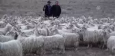 Türkiye'de Ilk Kez Çobanlar Için Fuar Düzenlenecek