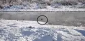 Tunceli'de Su Samuru Görüntülendi