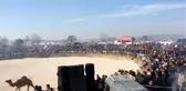 Ezine'de Deve Güreşleri Yapıldı - Çanakkale