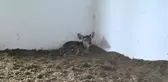 Kış Ortasında Dünyaya Gelen 