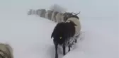 Besicilerin Kara Kışta Zorlu Yolculuğu