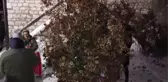 Balkanlarda Noel Kutlamaları