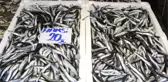 Ordu ve Giresun'da Hamsinin Kilosu 20 TL Oldu!