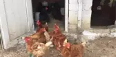 Trakya'da 