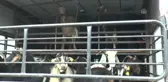 Adana'da Özel Öğrenci Yurdundaki Yangın