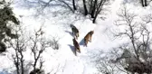 Canını Hiçe Saydı Vaşağı Yakaladı, Şimdi Gözünü Leopara Dikti