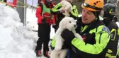 İtalya'daki Çığ Felaketinden 5 Gün Sonra 3 Köpek Yavrusu Kurtarıldı