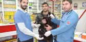 Görenleri Hayrete Düşüren 5 Bacaklı Kuzu Ameliyat Edildi
