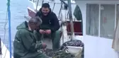 Hamsi Diğer Balıkların Fiyatını da Yükseltiyor