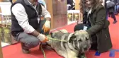 25 Bin TL Teklif Edilen Damızlık Köpeği Satmadı