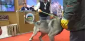 25 Bin TL Teklif Edilen Damızlık Köpeği Satmadı