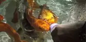 Antalya'da Balıklar Biberonla Besleniyor
