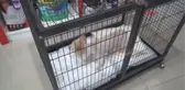 Zonguldak Çaldıkları Köpeği Veterinerde Tıraş Ettirirken Yakalandılar