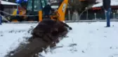 Düzce Ithal 6 Büyükbaş Hayvan Sahile Vurdu